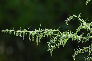 2025-08300272 Broad Meadow Brook, MA